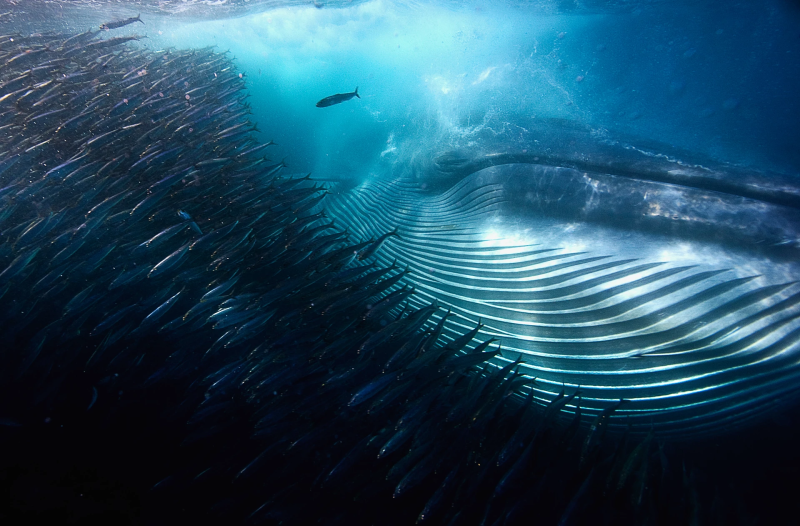 Illustration for article titled Estas son las mejores fotografías de naturaleza de 2015